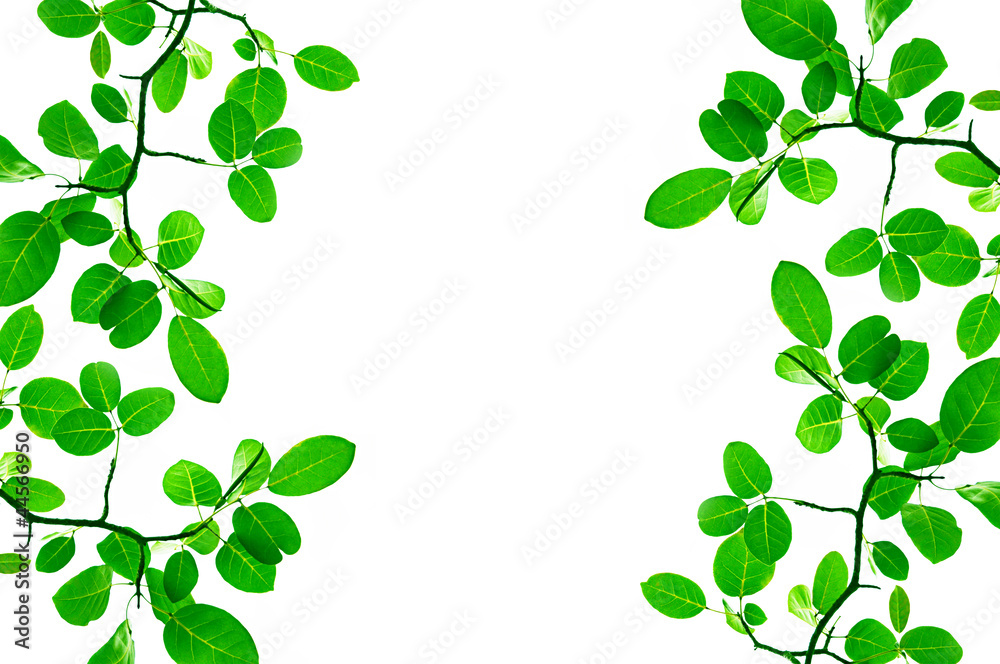 Green leafs - border design