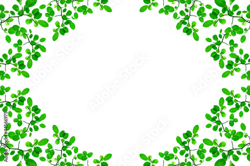 Green leafs - border design © Atstock Productions
