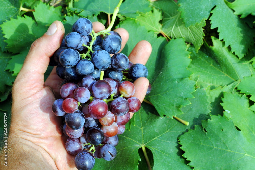 man hand with a red grapes in the vineyard