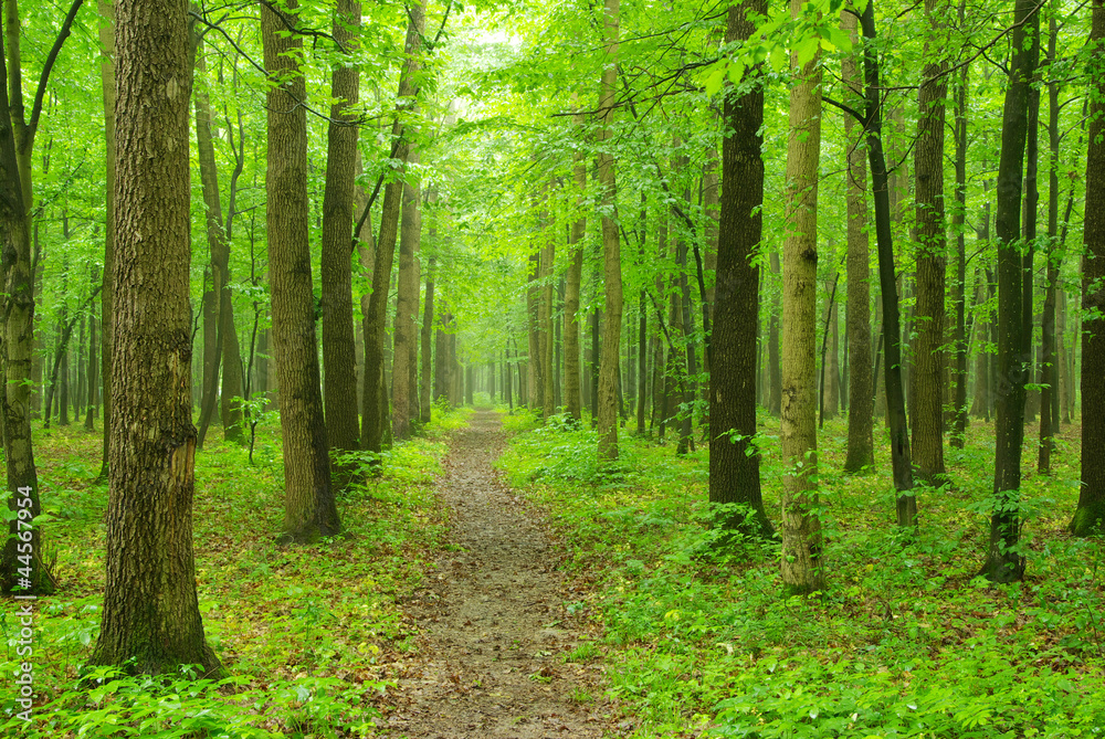 forest forest