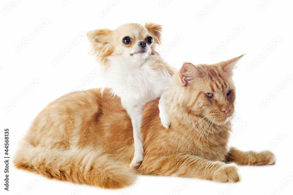 chat maine coon et chihuahua