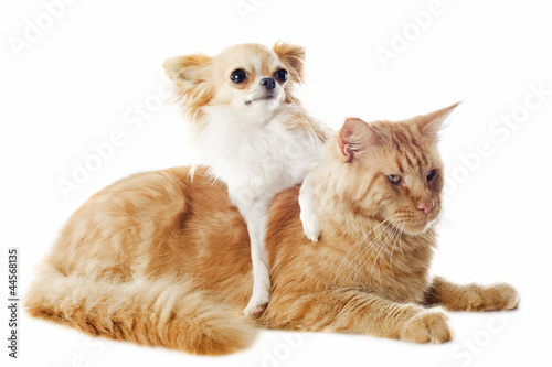chat maine coon et chihuahua