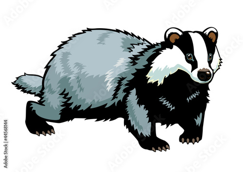 standing Eurasian badger on white