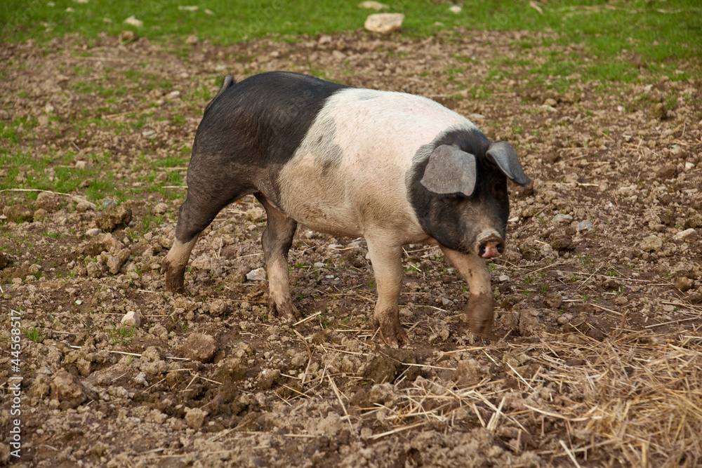 Fototapeta premium saddleback pig.