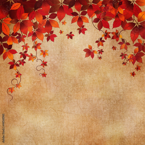 Autumn wild grapes leaves background