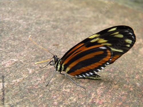 Butterfly on a stone