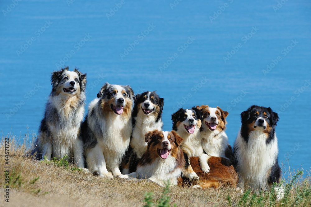 Seven ausralian shepherd dogs in front of the seascape