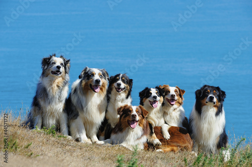 Canvas Print Seven ausralian shepherd dogs in front of the seascape