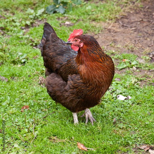 Rhode Island Red chicken on grass