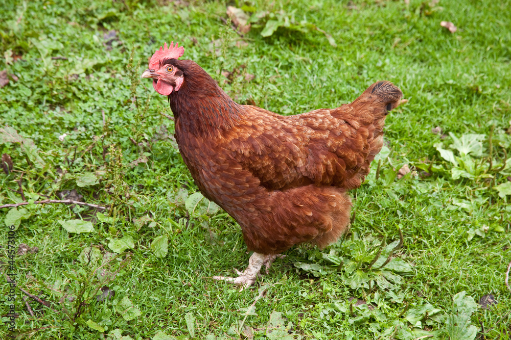Fototapeta premium Buff orpington cross breed chicken