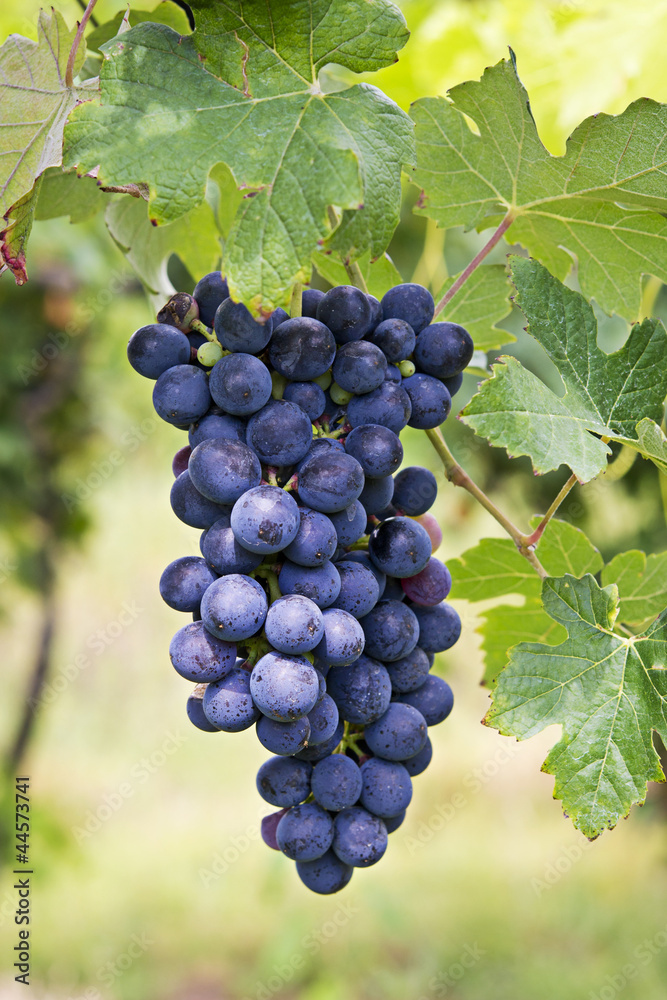 grappolo di uva matura Barbera, Piemonte, Italia