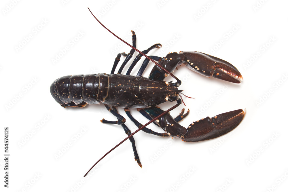 Fresh Lobster on a white background. Fresh Lobster on a white background.
