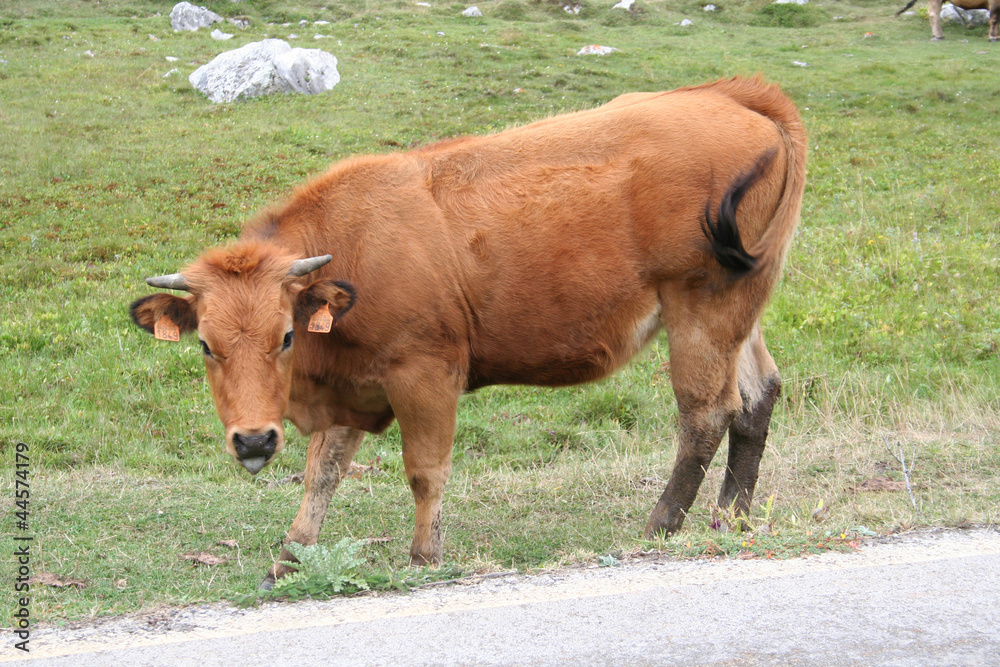 Vaca Vaca