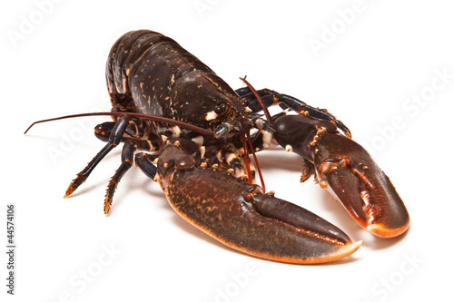 European Lobster.