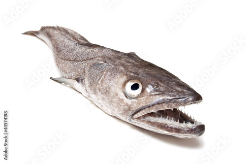 Hake fish on a white background.