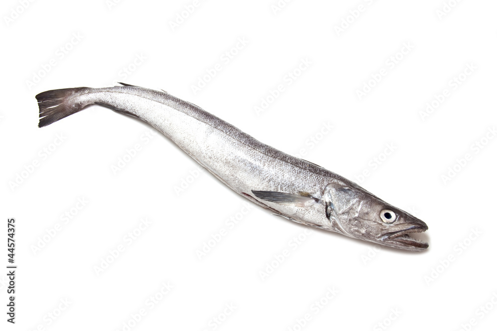 European Hake fish isolated on a white studio background. European Hake fish isolated on a white studio background.