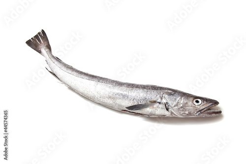 European Hake fish isolated on a white background. photo