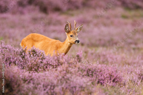 roe deer