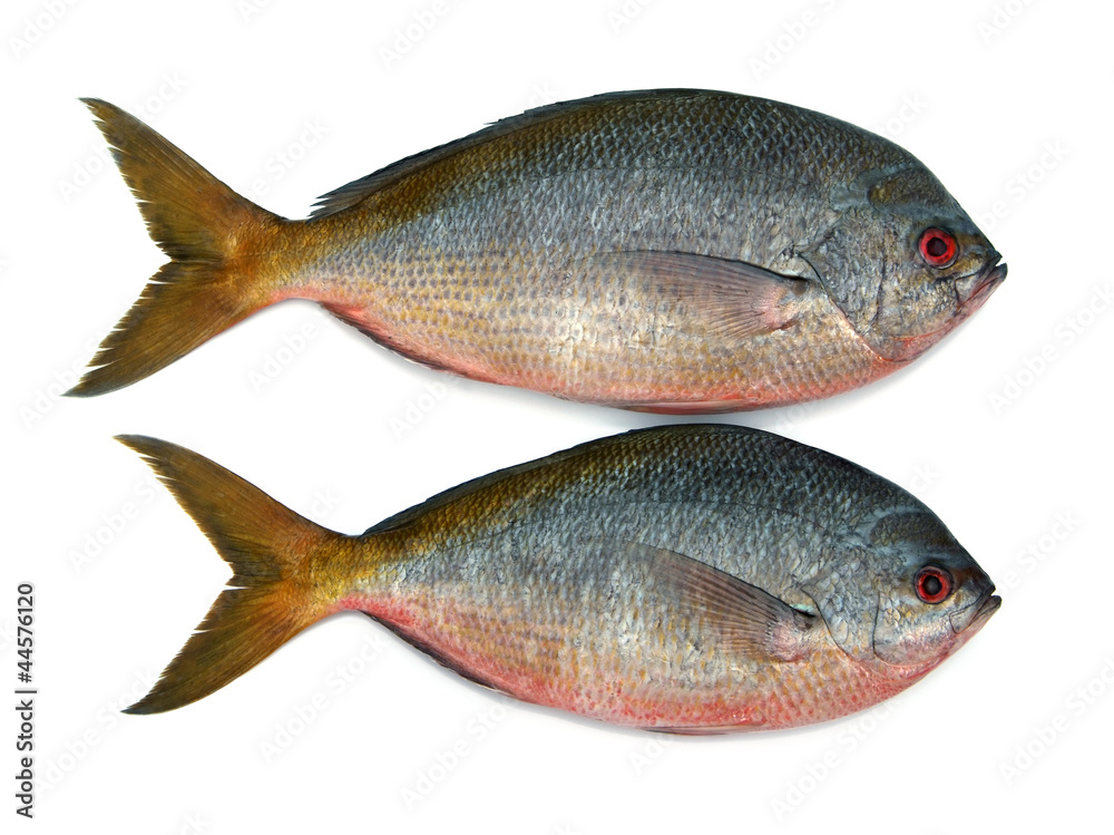 Yellowtail fusilier fish isolated on white background Yellowtail fusilier fish isolated on white background