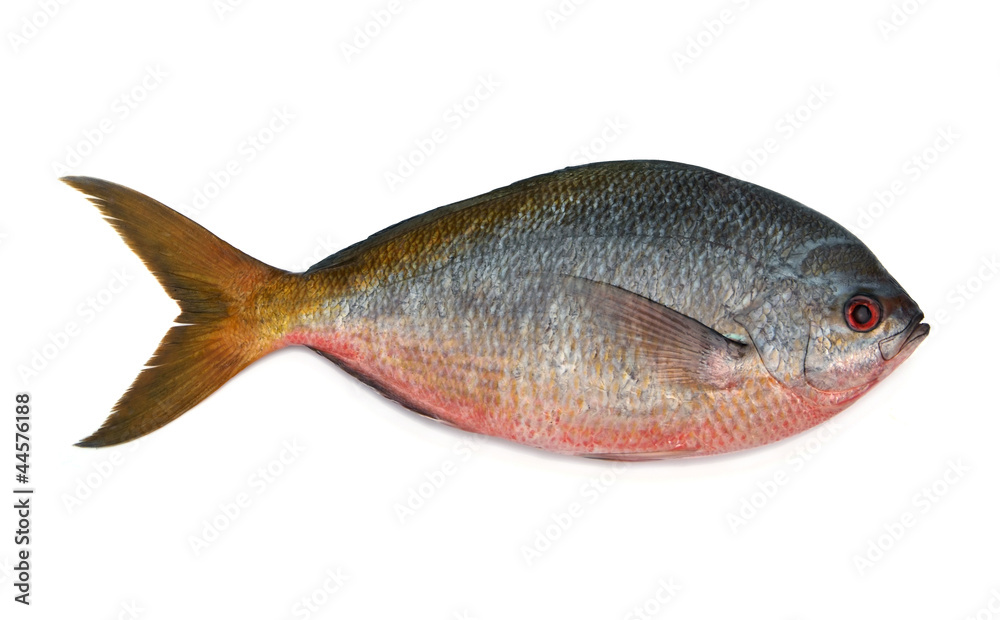 Yellowtail fusilier fish isolated on white background Yellowtail fusilier fish isolated on white background