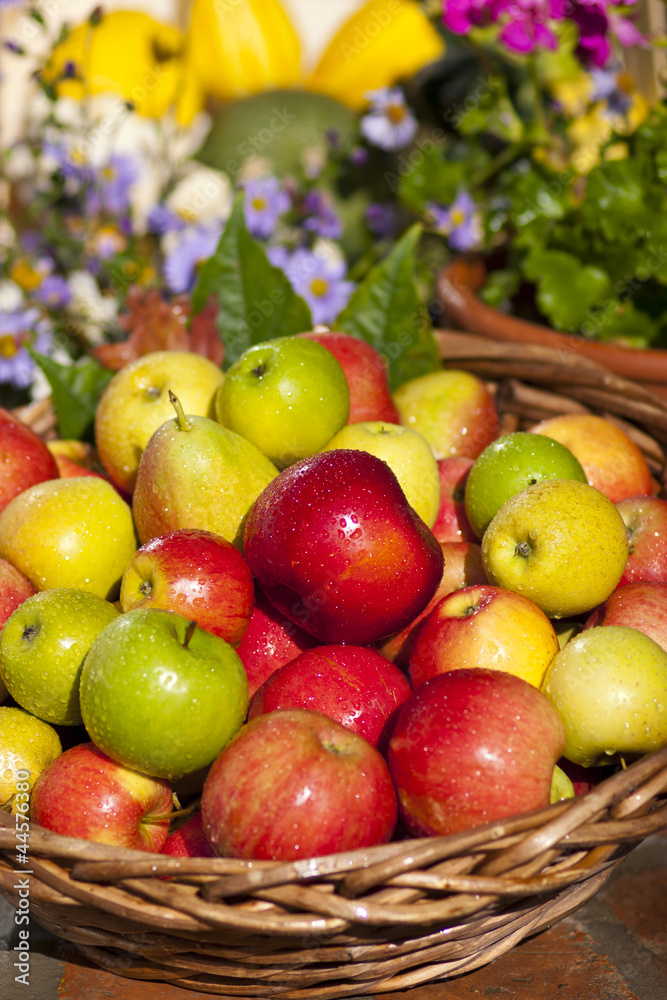 Korb mit frischen Äpfeln nach der Ernte Korb mit frischen Äpfeln nach der Ernte