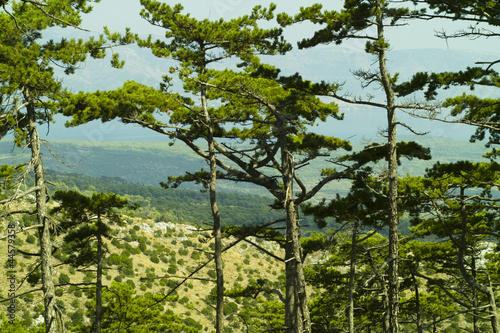 Fototapeta Naklejka Na Ścianę i Meble -  Black pine (Pinus nigra)