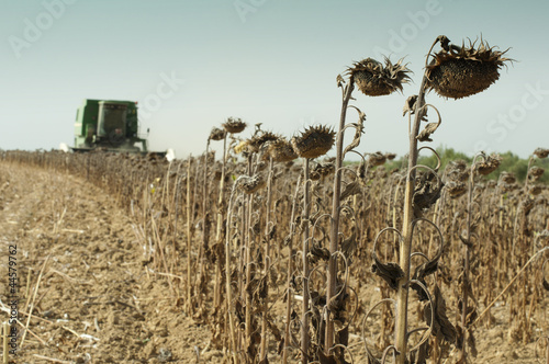 Harvester reaps sunflowers