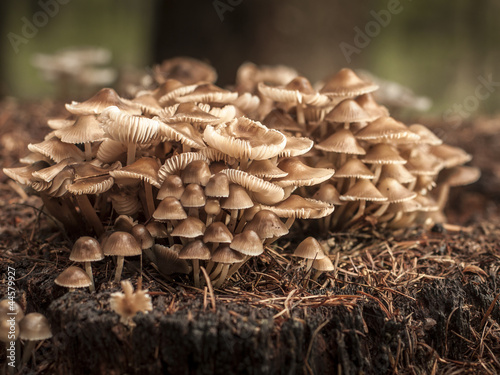 Eine gruppe kleiner brauner Lamellenpilze wächst dicht gedrängt auf einem Baumstumpf