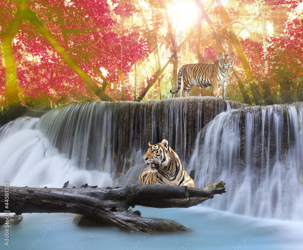 Tiger in the waterwall
