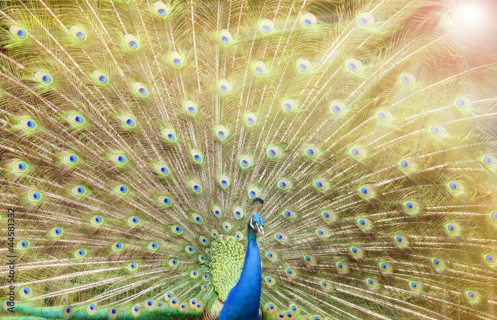 Obraz premium Close up of peacock