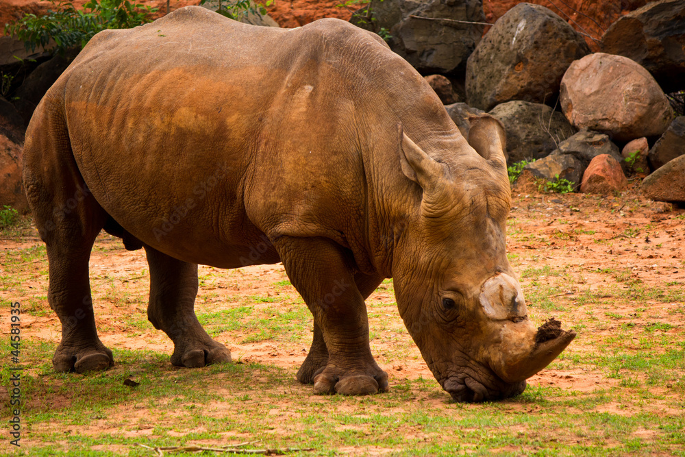 Naklejka premium Rhino