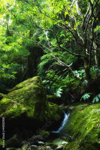 acores  small jungle valley on flores