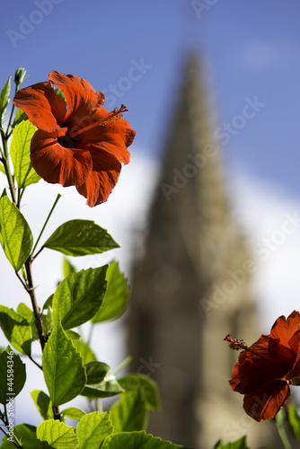 Flor roja abierta, Palma de Mallorca, Islas Baleares