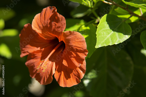 Flor roja abierta, Palma de Mallorca, Islas Baleares