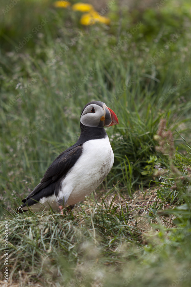 Puffin Puffin