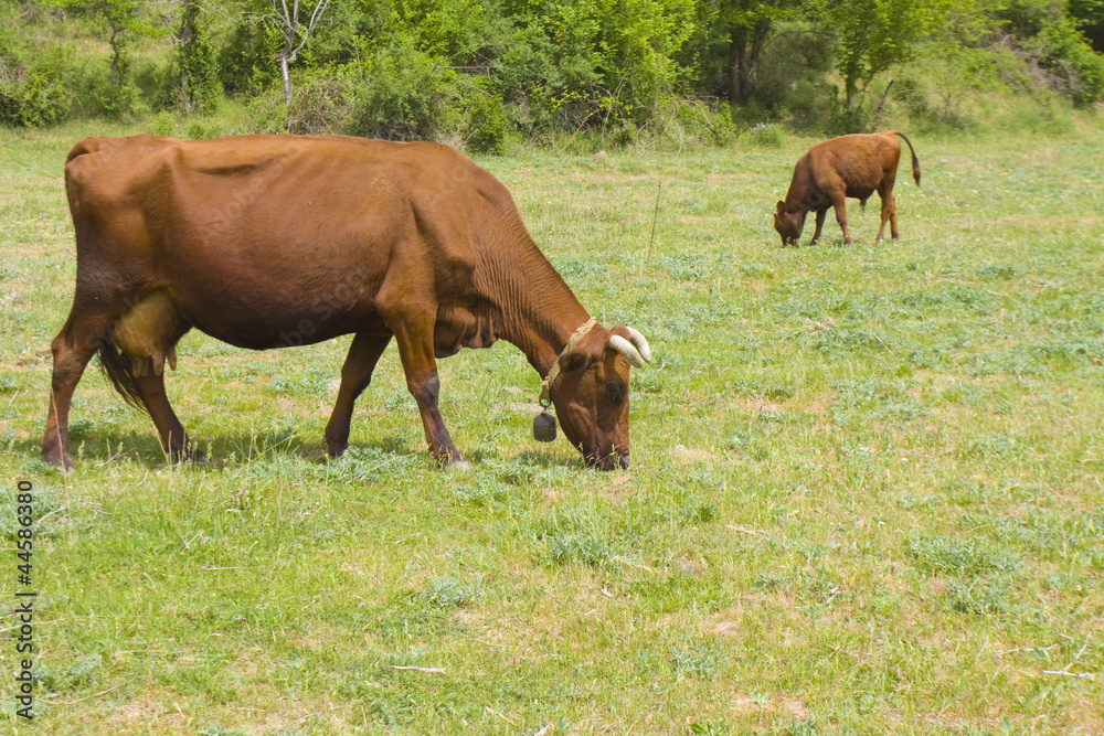 Brown cows Brown cows
