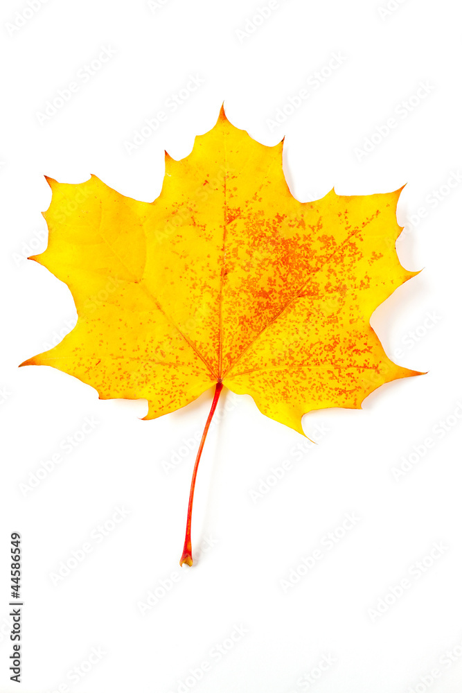 mottled yellow autumn leaf