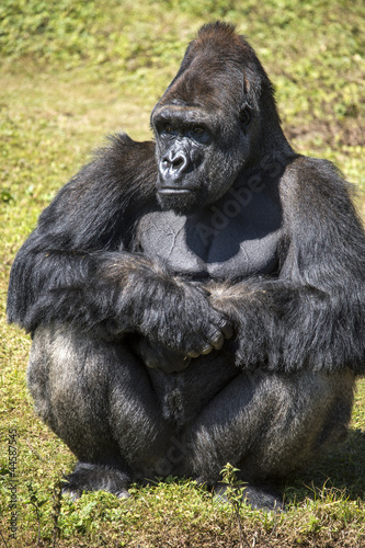 Silverback Gorilla © davemhuntphoto