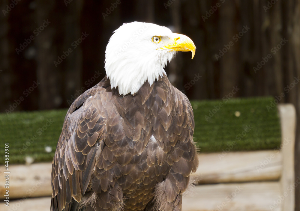 Fototapeta premium American Eagle