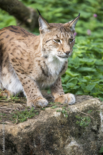 Lynx on Rock © davemhuntphoto