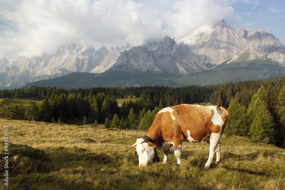 Sexten Dolomites with cow in alps on pasture - Dolomiti Italy
