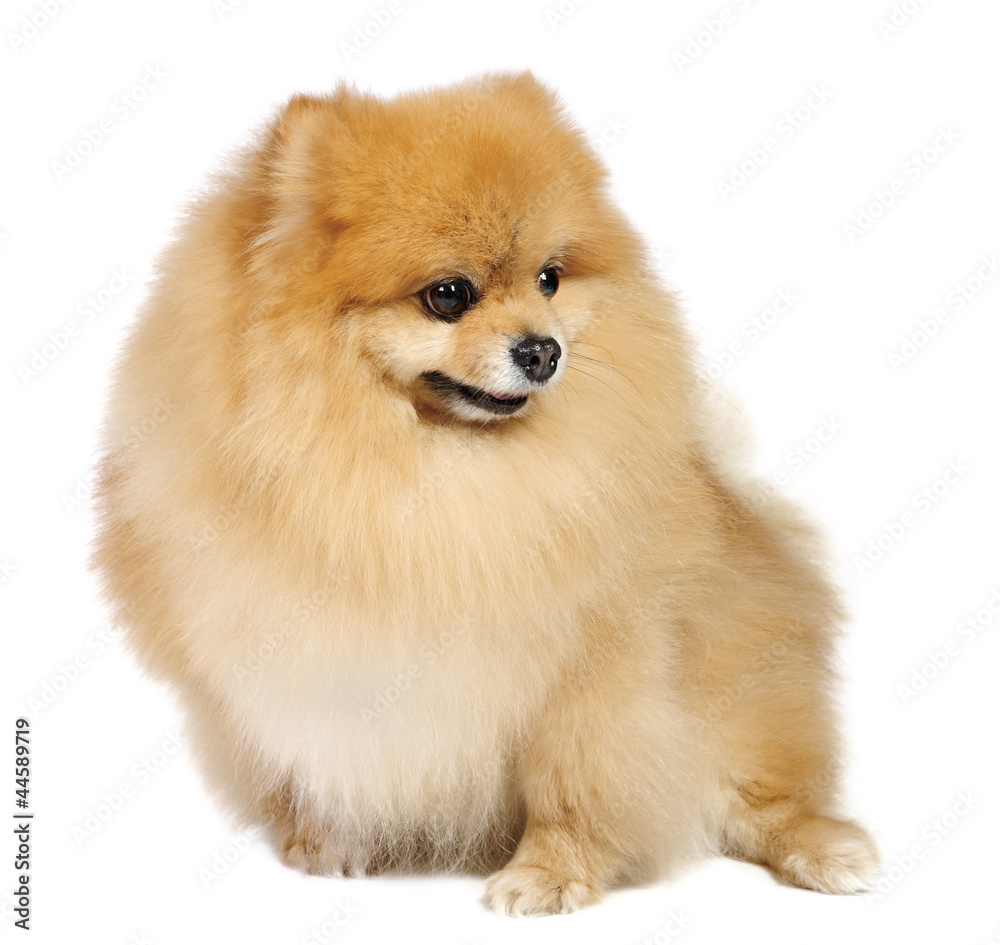 Pomeranian spitz in studio Pomeranian spitz in studio