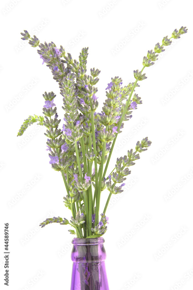 Fototapeta premium lavender stems in purple bottle