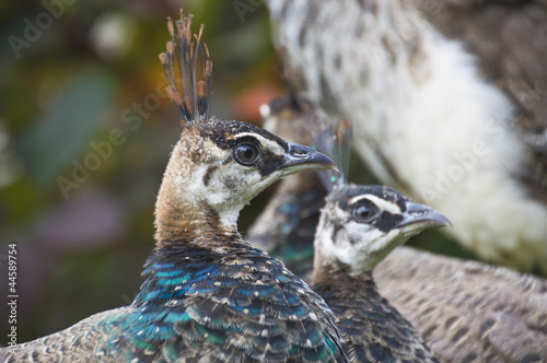 peahen sat in a group photo