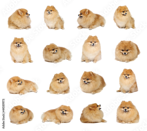 Pomeranian spitz in studio