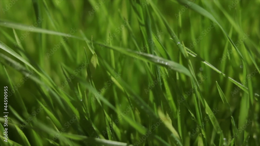 Grass with water drops in morning Grass with water drops in morning