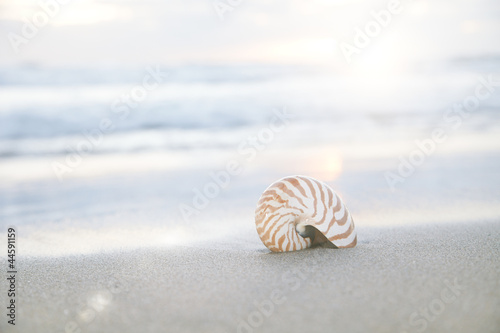 nautilus shell on beach under golden tropical sun beams
