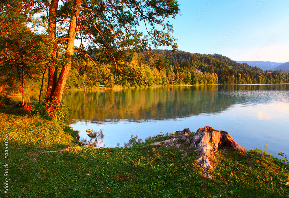 Fototapeta premium Tree