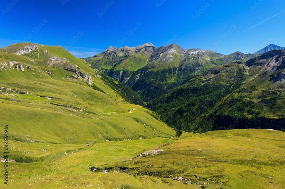 Green meadow in alpine valley, Austria
