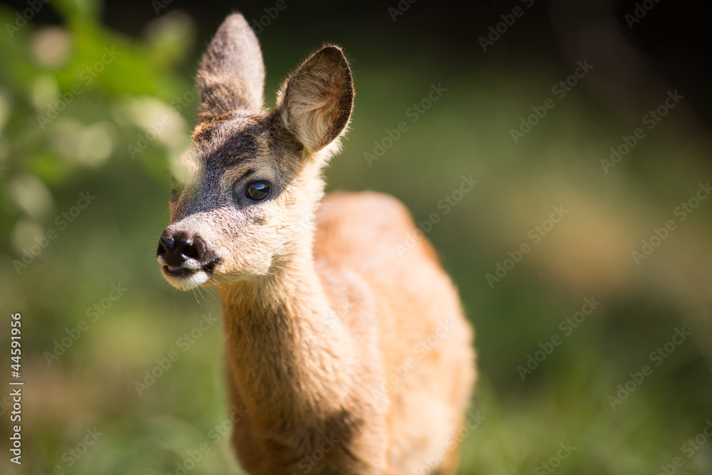 Young Roebuck (capreolus capreolus)